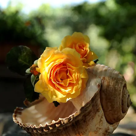 Appart hôtel Stagones Luxury 4*