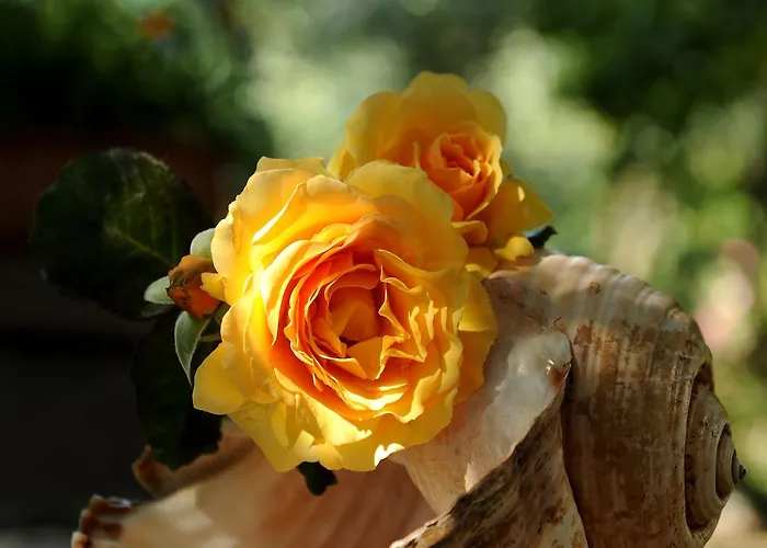 Apartmanhotel Stagones Luxury 4*